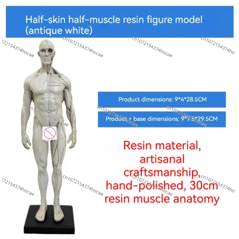 30cm Male Female Resin Human Anatomy Musculoskeletal Model Suitable for Medical Student Teaching Model