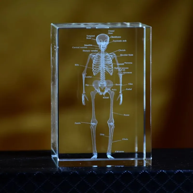 Modelo  anatomía de esqueleto humano  cristal 3D, herramienta de enseñanza médica grabada con láser, regalo científico para