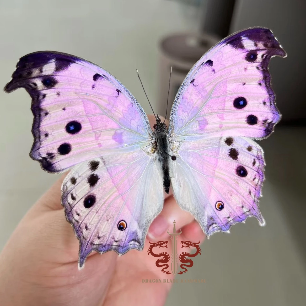 Butterfly ornament Salamis Parhassus , 1pc wings spread A1/A- high quality, Decorative Display Collection Gifts