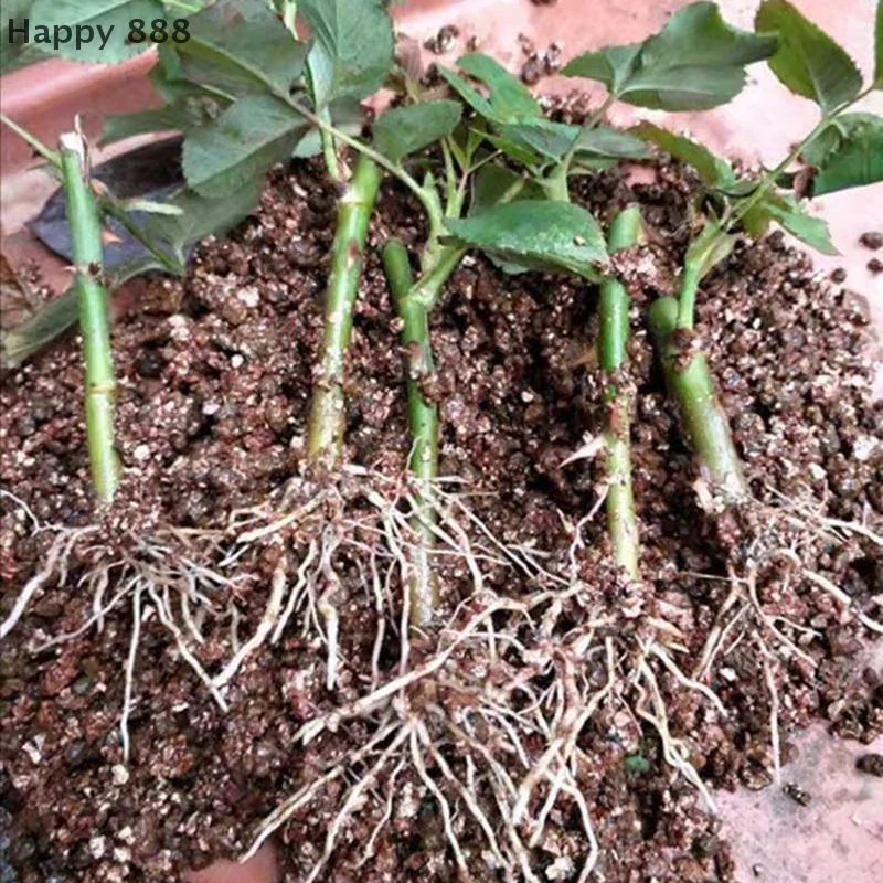 3 عبوات من مسحوق تأصيل 30 جرام - هرمون لتجذير أسرع، وتحسين القطع والبقاء على قيد الحياة والمزهرة