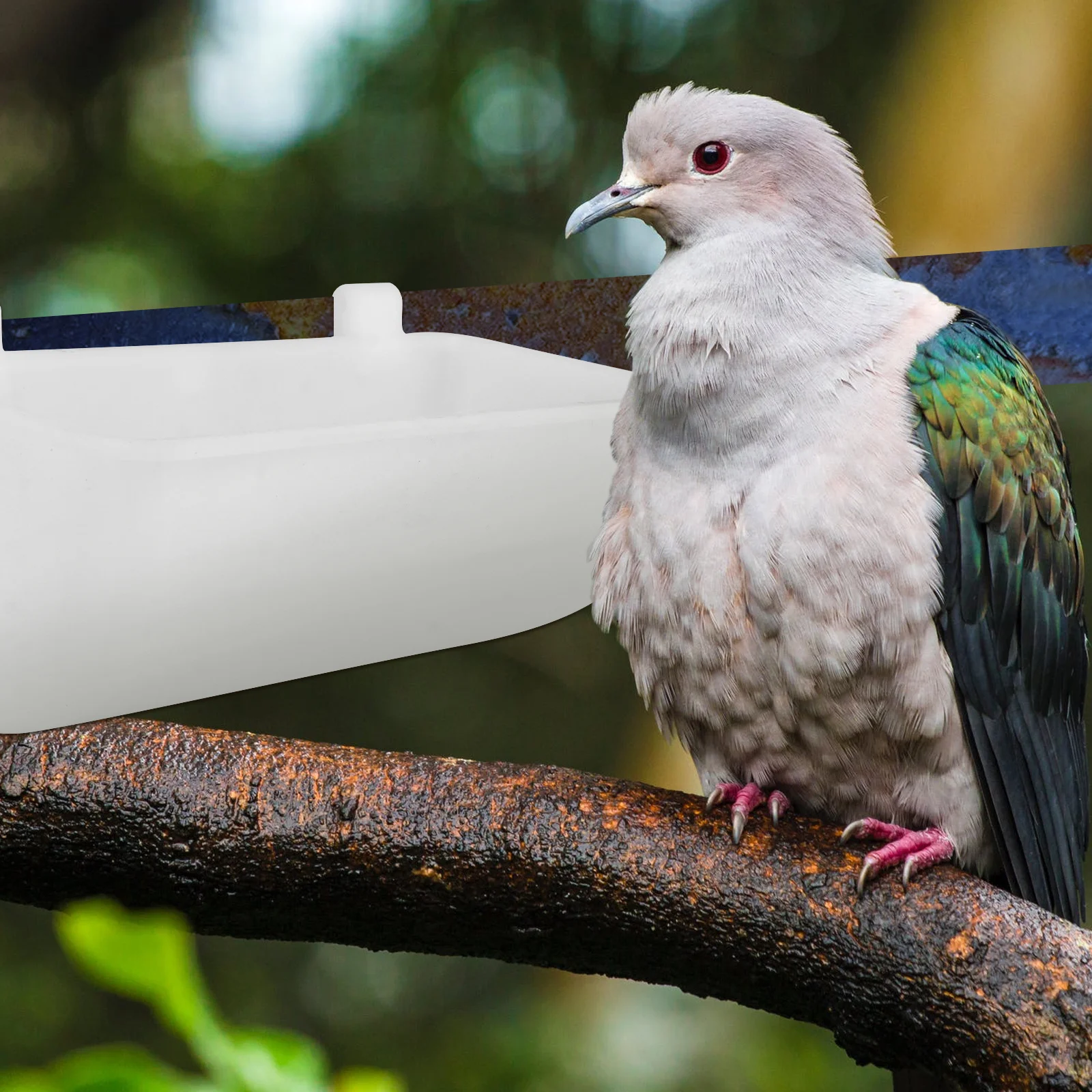 

5Pcs Thickened Pigeon Food Trough Eco-Friendly Sturdy Plastic Feeding Box Suitable Bird Parrot Pigeon Cage Supplies Practical