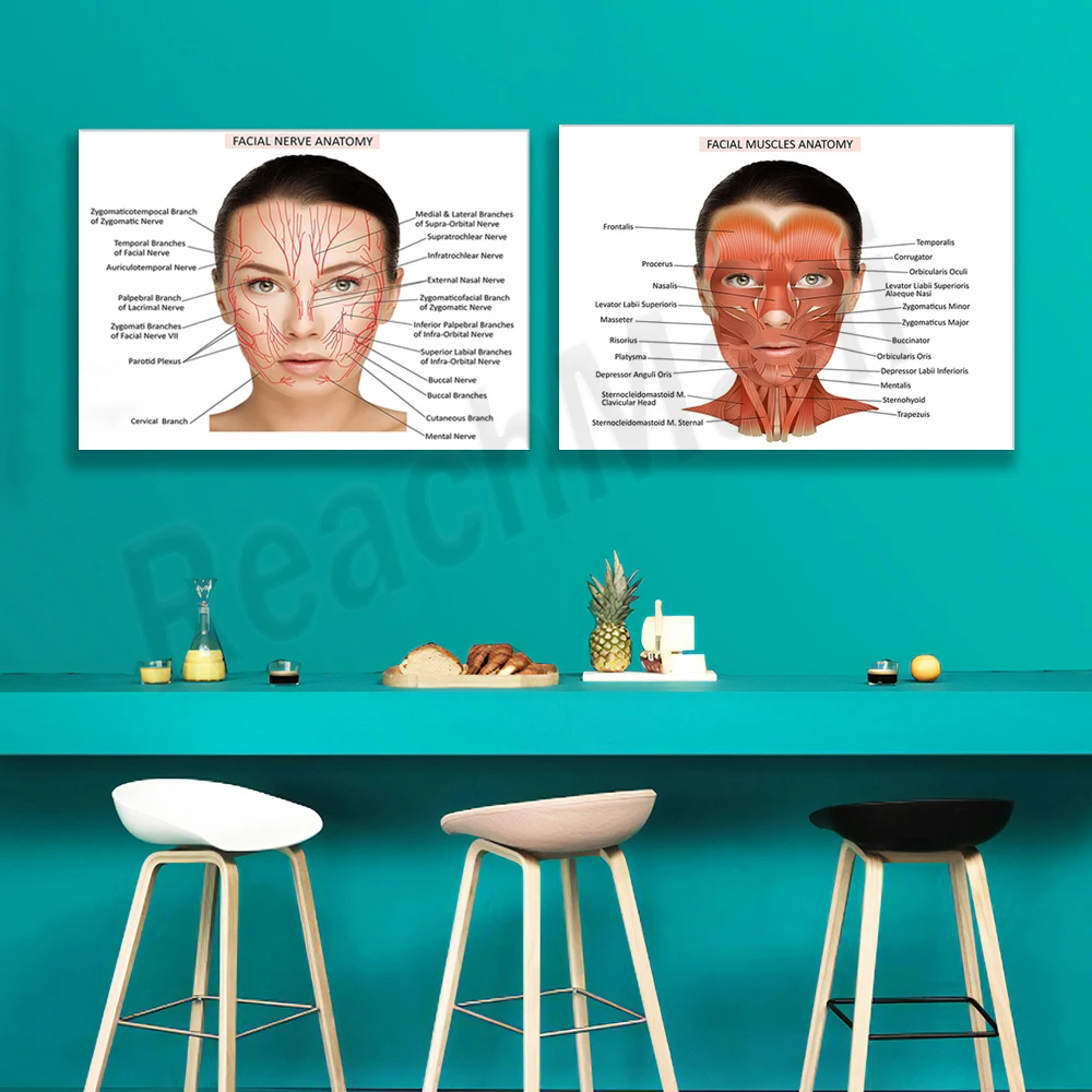 Facial neuroanatomy, facial muscles poster, nurse syringe art, botox and filler syringes, beauty salon Med Spa decoration