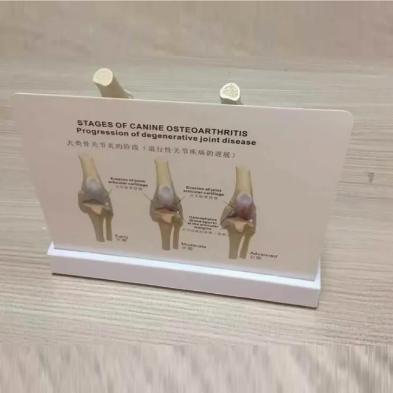 Canine knee joint lesion model, canine femoral lesion, Dog femoral arthritis model, canine femur, animal pet veterinary model