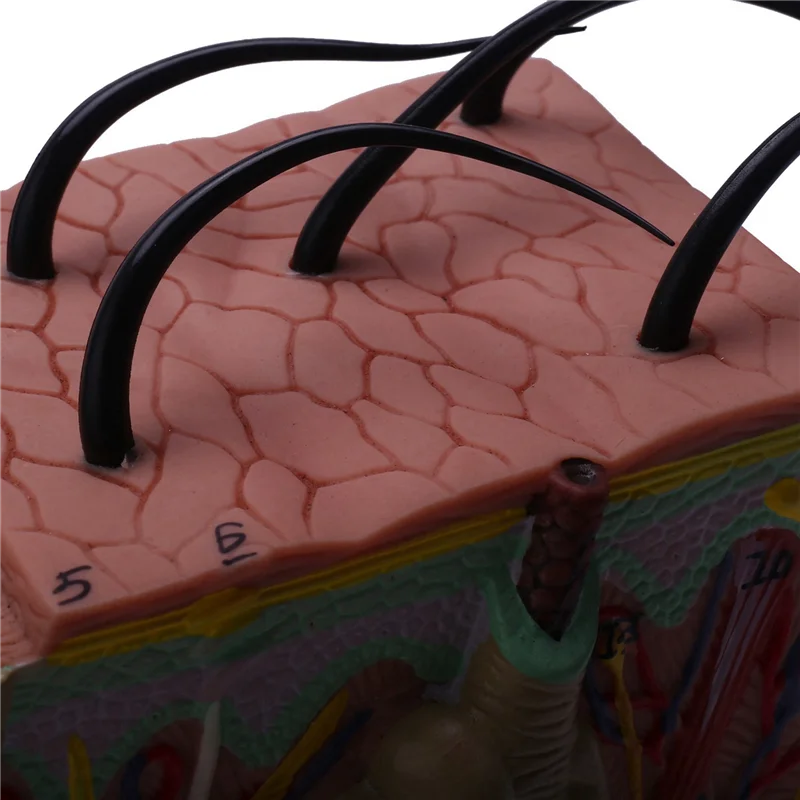 نموذج GO-Skin ، نموذج تكبير هيكل الجلد والشعر نموذج تشريحي تشريح لعرض دراسة الفصول الدراسية للعلوم نموذج للتدريس