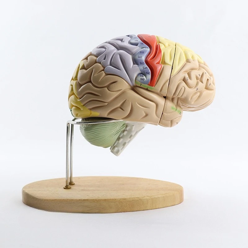 2 Times Larger Brain Assembled Brain Dissected Brain Model Medical Teaching