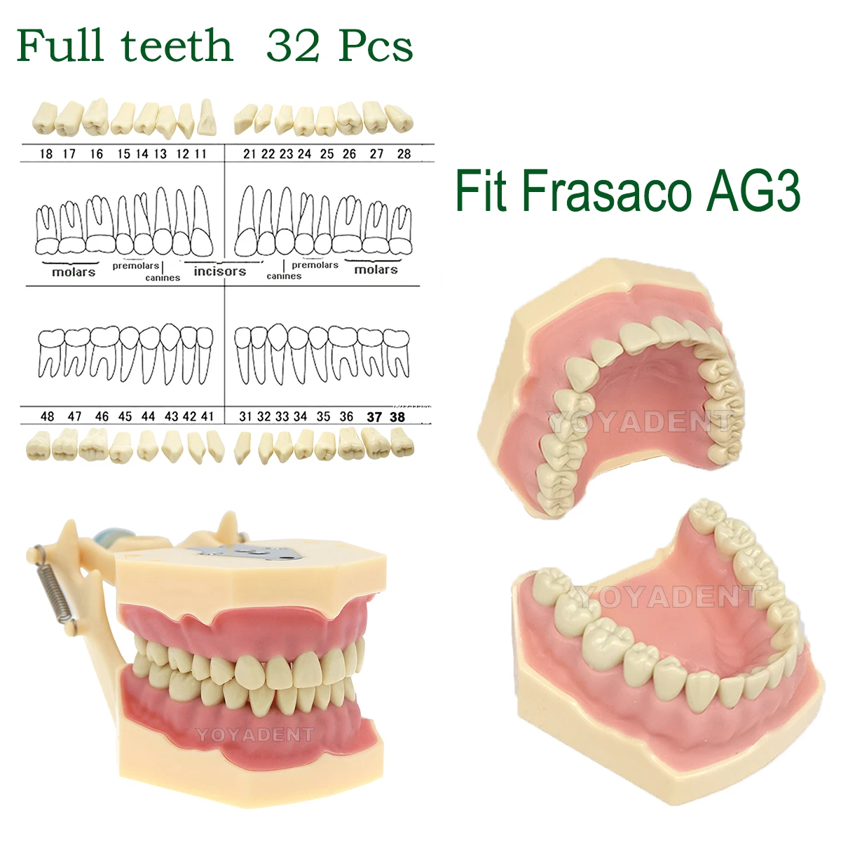 

Модель для обучения стоматологии Frasaco AG3, типодонт, полный набор зубов (32 шт.), с винтовым креплением, мягкая десна для практики