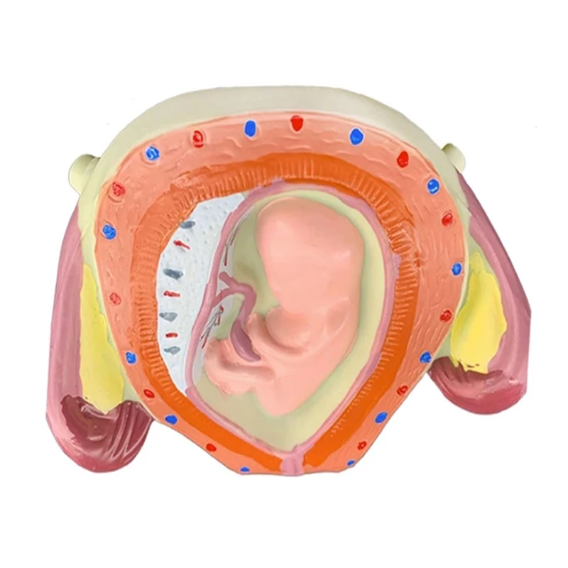 Pregnancy Embryo Development Process Model Anatomical Human Fetal Model Education Teaching Tool