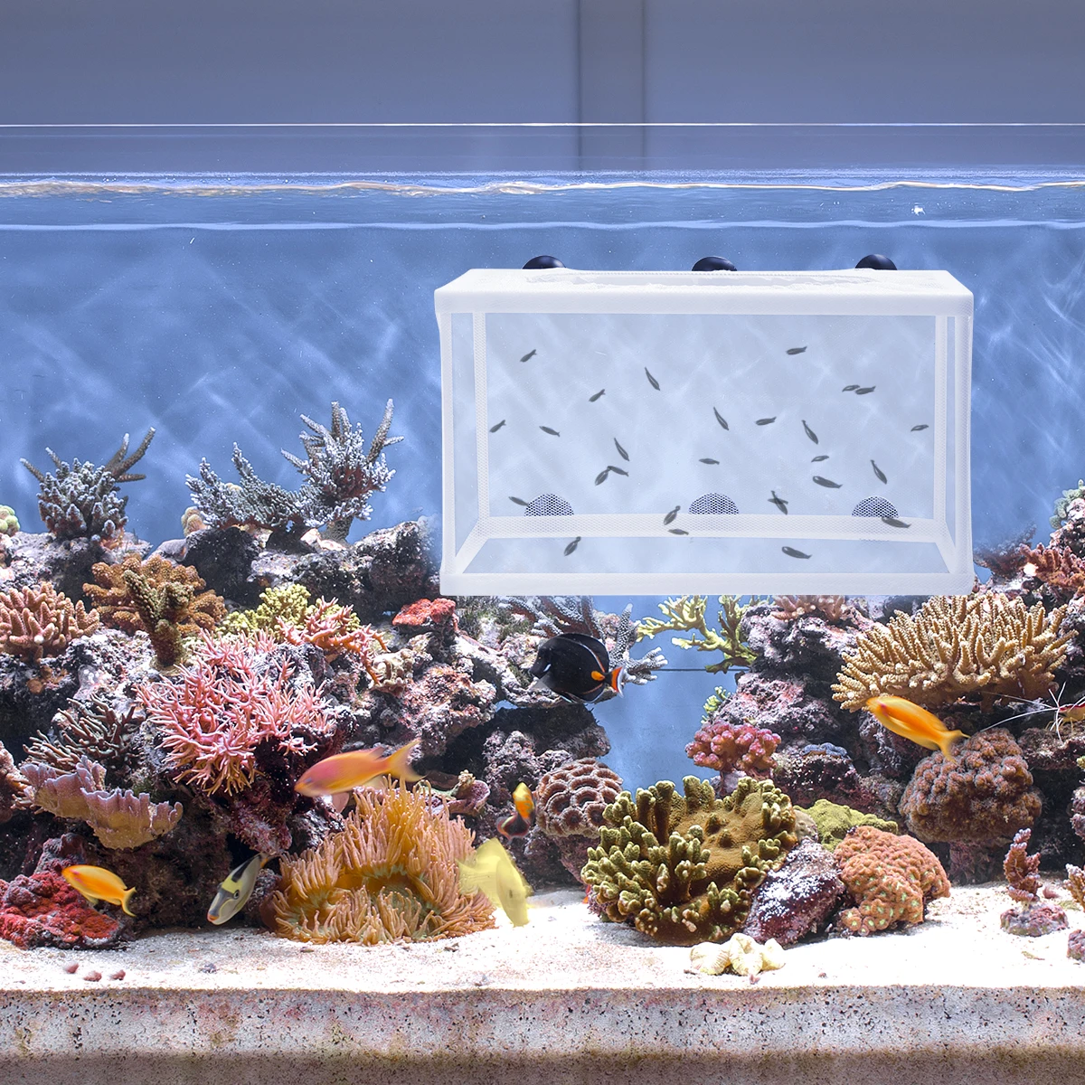 

Aquarium Fish Net Breeder Box Hatchery Tank Separator for Fry Incubator Supplies Plastic Frame Durable Practical Easy Increases