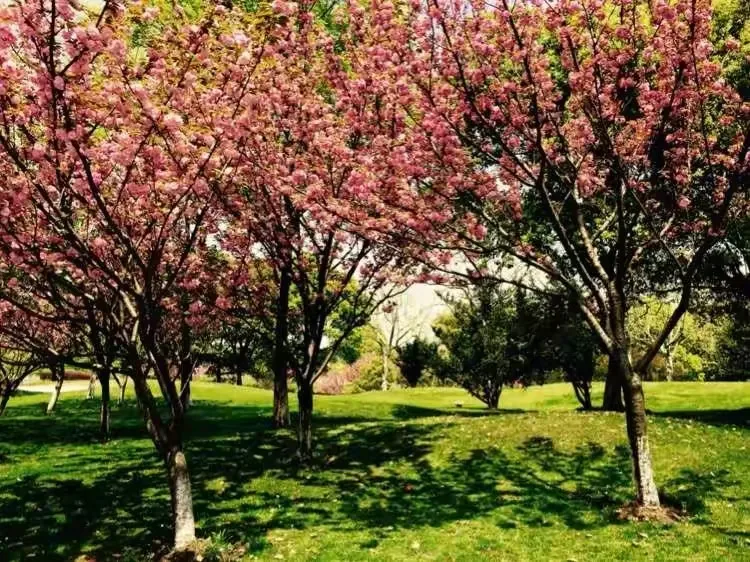 

Комплект из 4 внедорожных шин SCY с лопастными колесами для снега и пустыни для моделей 16101Pro, 16102, 16103, 16104, 16106, SG116, MAX, Q130, совместим с Wltoys MJX RC