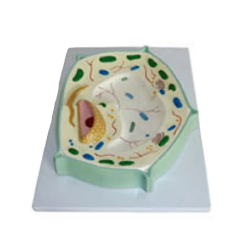 Cell biology model plant cell anatomy model science education model