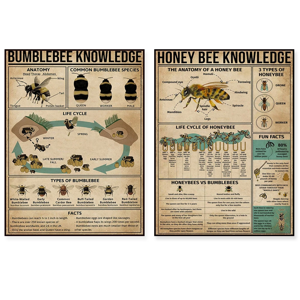 Honey Be Knowledge The Anatomy Of A Honey Bee Poster, Bee Knowledge Poster, Bee Print, Bee Poster, Bee Decor