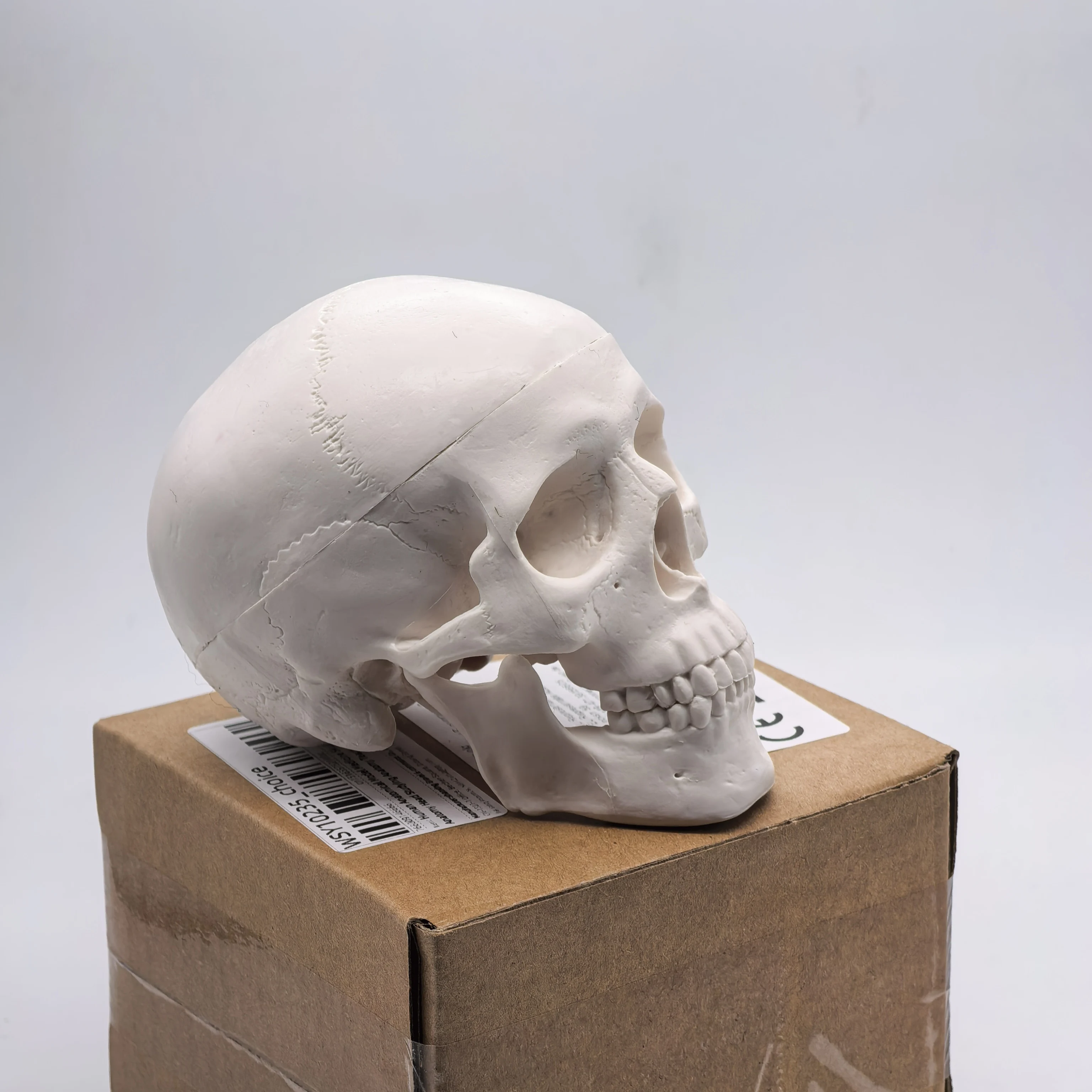 table Human Skull Model - Anatomical Study Head for Medical Teaching, 3D Anatomy Demonstration, Dental Student Supplies, Science