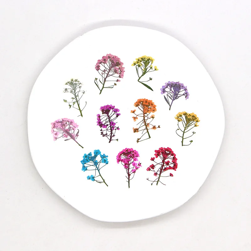 

3-3.5cm/12pcs,Real sweet alyssum flower head,pressed dyed color flower DIY bookmark dripping glue flower photo frame material