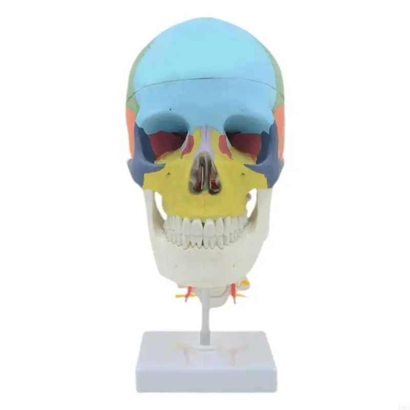 

Human Skull Model for Anatomy Human Colored Skull Model Teaching Supplies