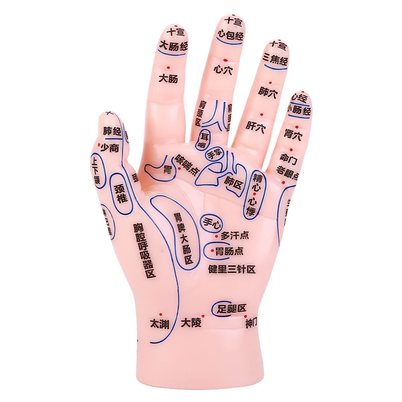 

17cm Foot Acupuncture Model Set Hand Acupoint Model Reflection Area Massage Hand Model Clear Font Teaching