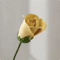 Champagne-20CM