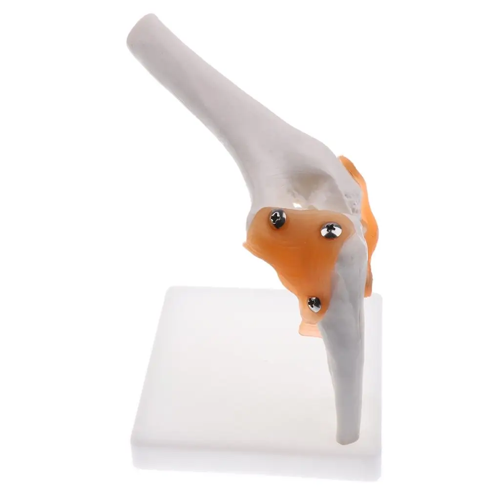 1: 1 Model Ligament Joint Elbow Human Statue Supplies Base PVC