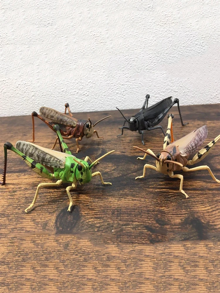 

Gashapon Toy Capsule Insect Model Assembled Locust Grasshopper Acridoidea Figure Collection Table Ornaments Gifts