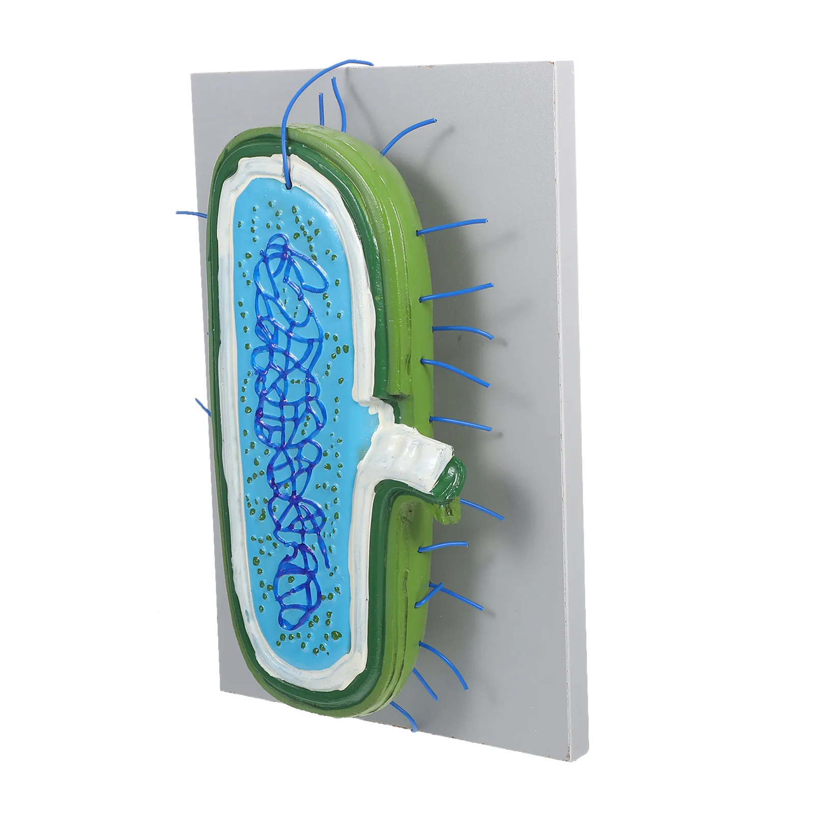 

Enlarged Animal Cell Nucleus Teaching Science Educational 3D Interactive Cell Structure Demonstration Kit for Biology Classrooms