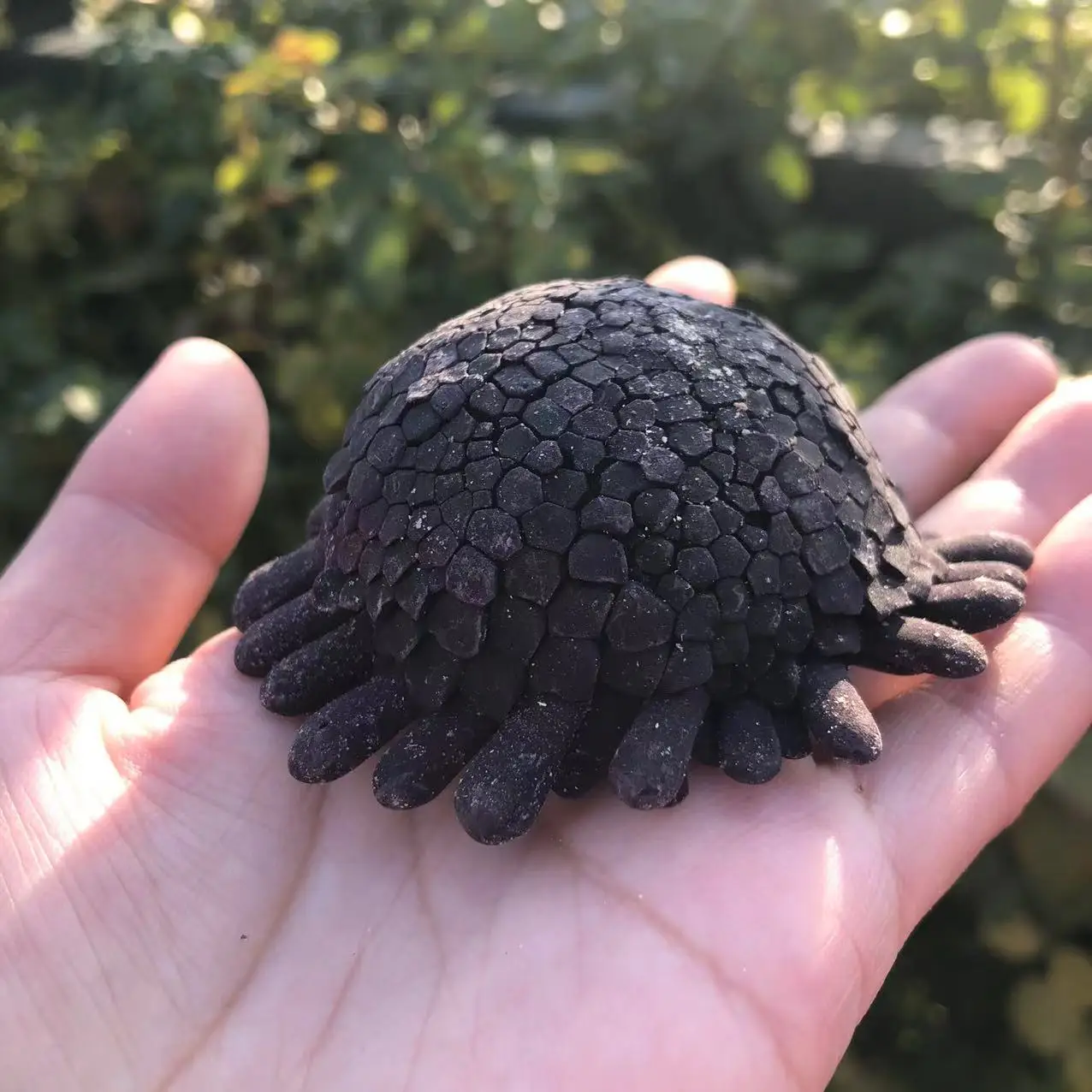 Natural Purple Helmet Urchin Shell & Conch, Mediterranean Ocean Style DIY Succulent Planter, Creative Ornament view 6