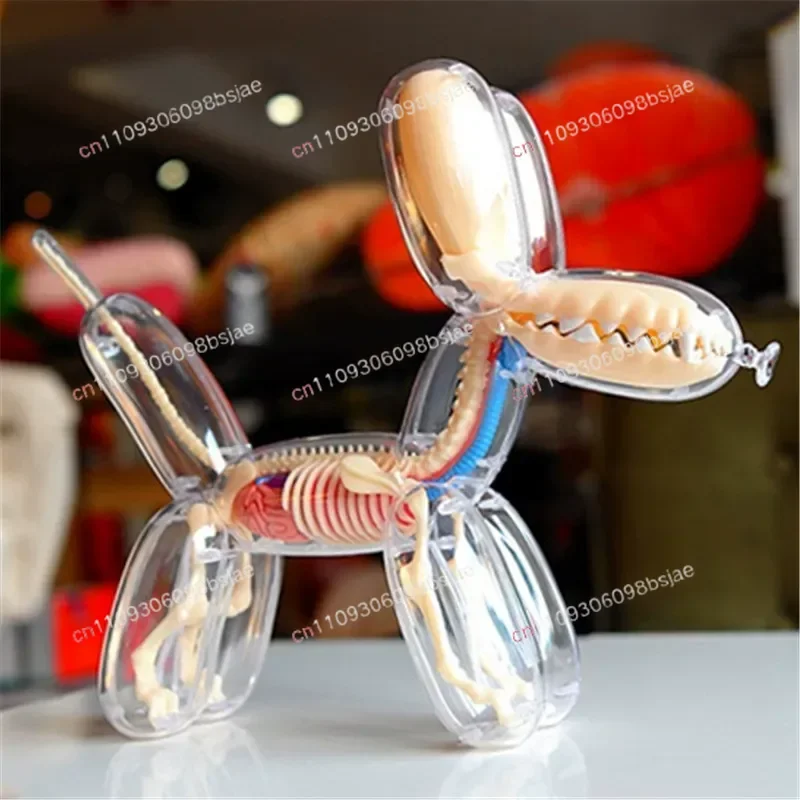 Big balloon dog perspective skeleton viscera anatomical organ model puzzle assembly toy