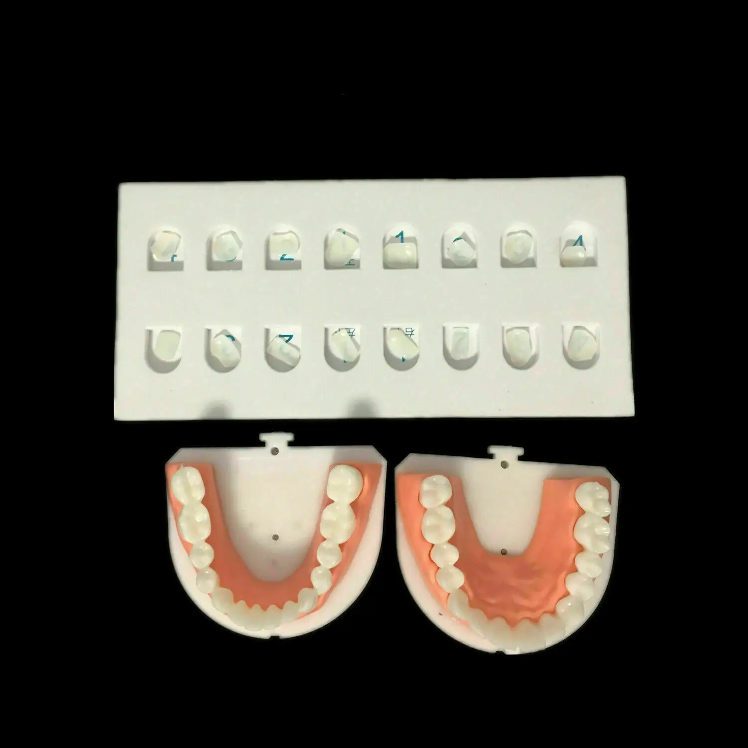 Front Teeth Practise Model Dentist Teaching Dental Composite Veneer Template