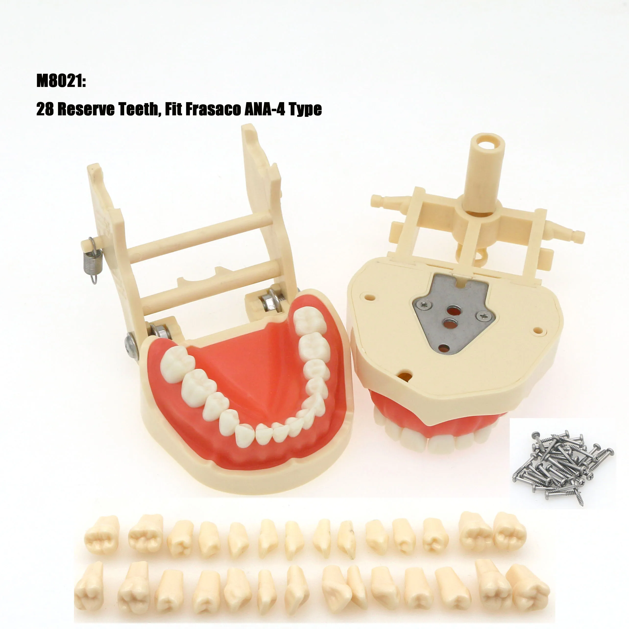 Modèle dentaire en résine perfectionnée avec 28 dents à visser, modèle de formation dentaire pour étudiants, M8013, M8021