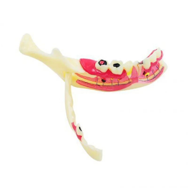 Dental Endodontic Treatment Model Mandible Tissue Anatomical Model Anatomy of Gums Dentistry Study Oral Care Teach Teeth Model