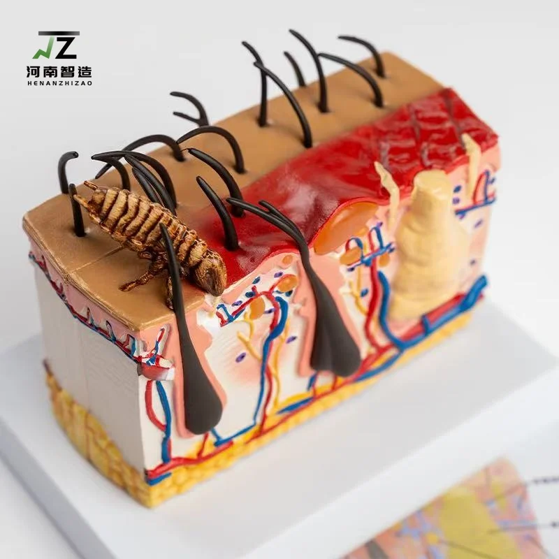 Anatomical model of dog skin hair follicle structure, medical pet store veterinary model