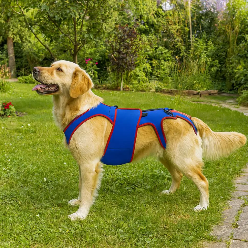 

Практичный регулируемый бандаж для спины собаки, утолщенный удобный ремень для поддержки домашних животных, дышащая защита спины, поводок для позвоночника домашних животных на открытом воздухе