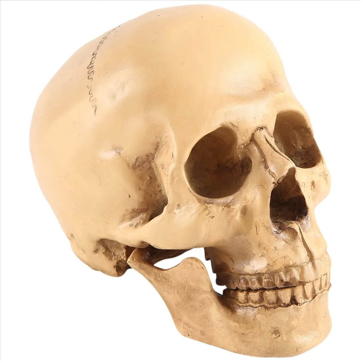 【STOCK】Model 1: 1 Resin Human Skull Anatomical Teaching Decoration Yellow
