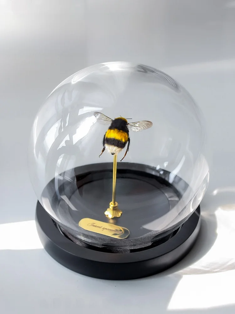 Modern Simplicity Bee Specimen Decoration Painting Home Decorative Item Glass Jar Ornament Gift for Boyfriend Girlfriend Birt...