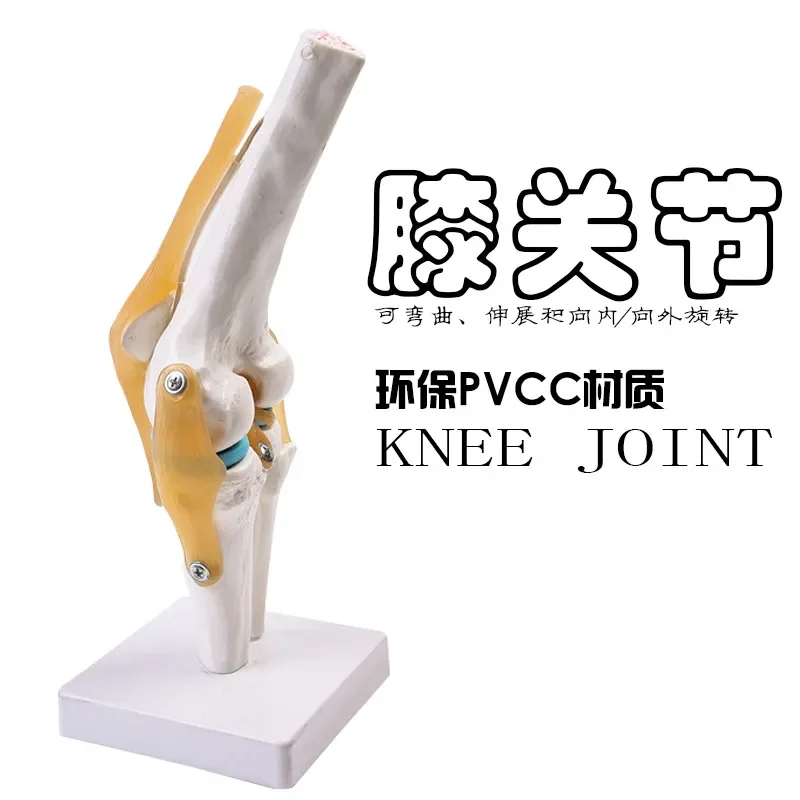 Human Functional Knee Ligament Group Model for Orthopedic Teaching Display Kneecap Anatomical Knee Joint Model