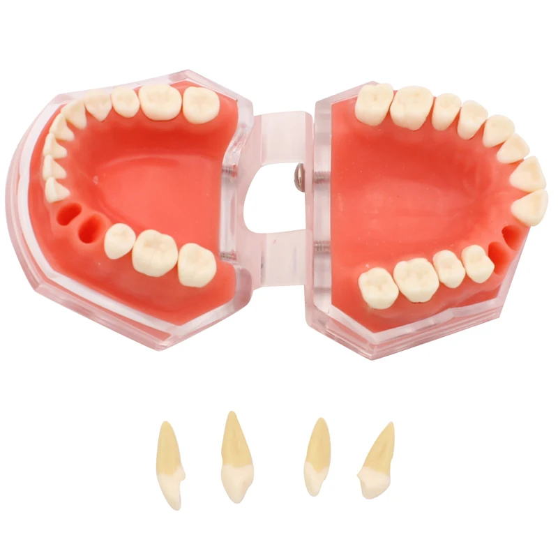 Zdejmowany Model zębów, normalny Model zębów dentystyczny, dla studentów, dentystyczny, ustny, medyczny, moduł demonstracyjny, narzędzia dydaktyczne