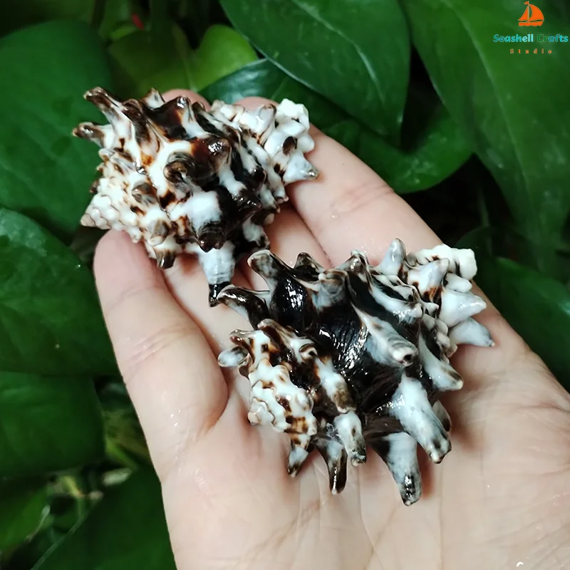 2 PC Murex Turbinellum Shells  - Home Decor Vase บทวิจารณ์และราคา