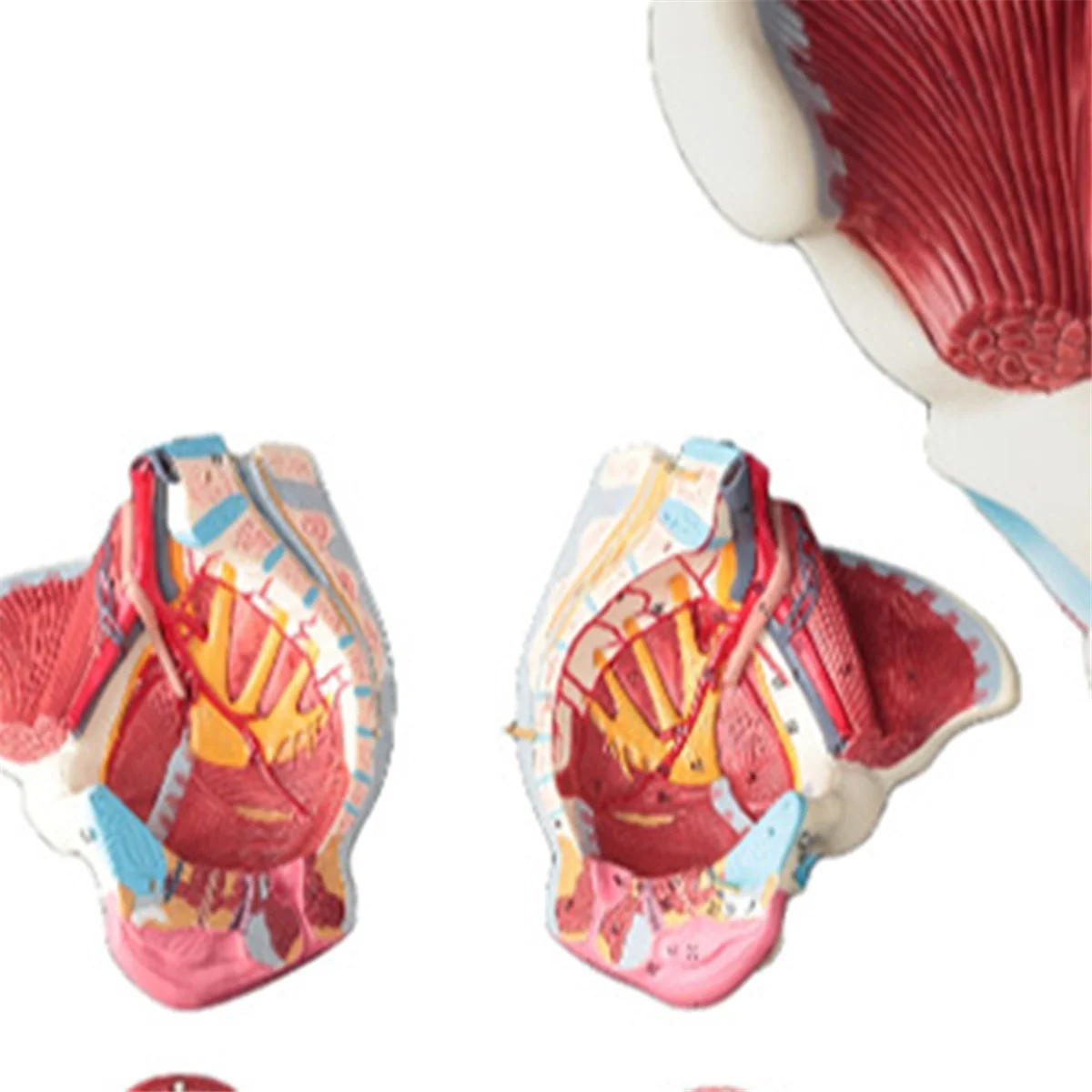 Disassembled Female Pelvis Anatomy Model PVC Female Pelvis with Floor Muscle,Nerves Model Lab Supplies,Uterine Pelvic