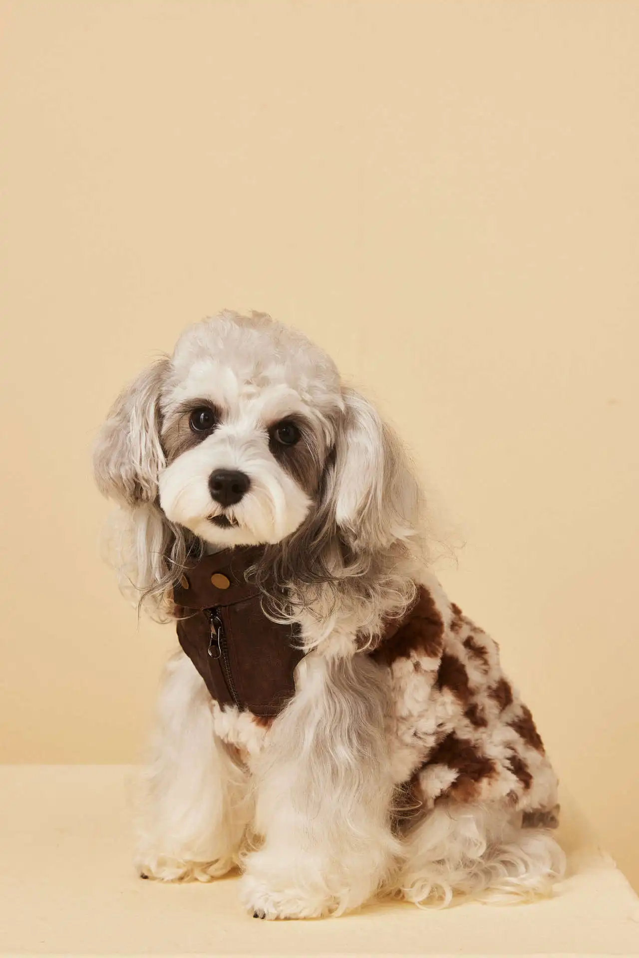 

Environmentally Friendly Fur Design With Latin American Style Leopard Print Design For Pet Coat Fashionable