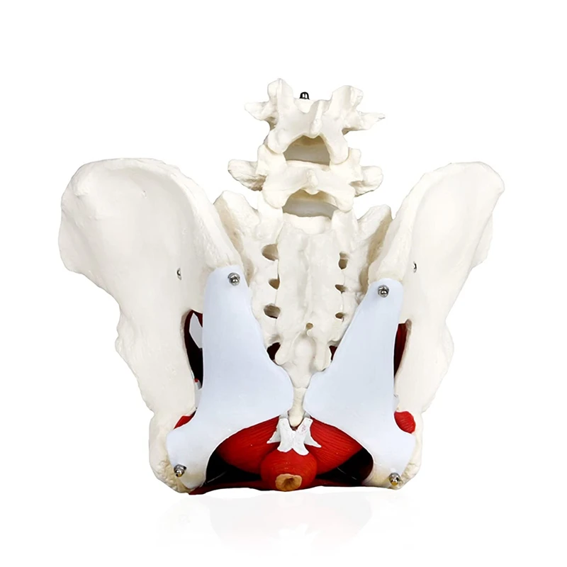 Female Pelvis With Organs Pelvic Floor Muscles And Reproductive Organs Include Uterus, Colon And Bladder