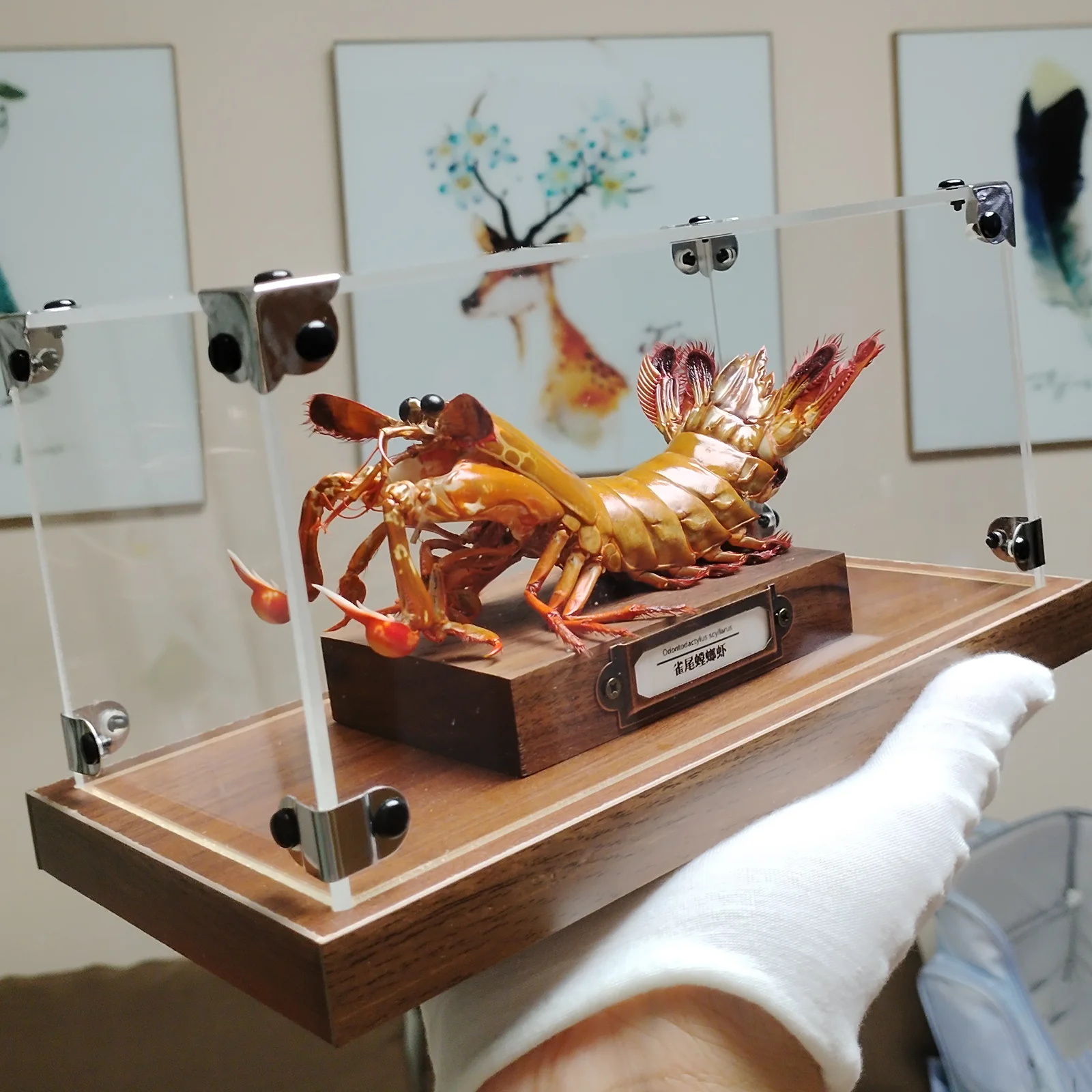 Odontodactylus Scyllarus Taxidermy Real Peacock Mantis Shrimp Specimen Natural for Science Education Home Ornament Unique Gifts