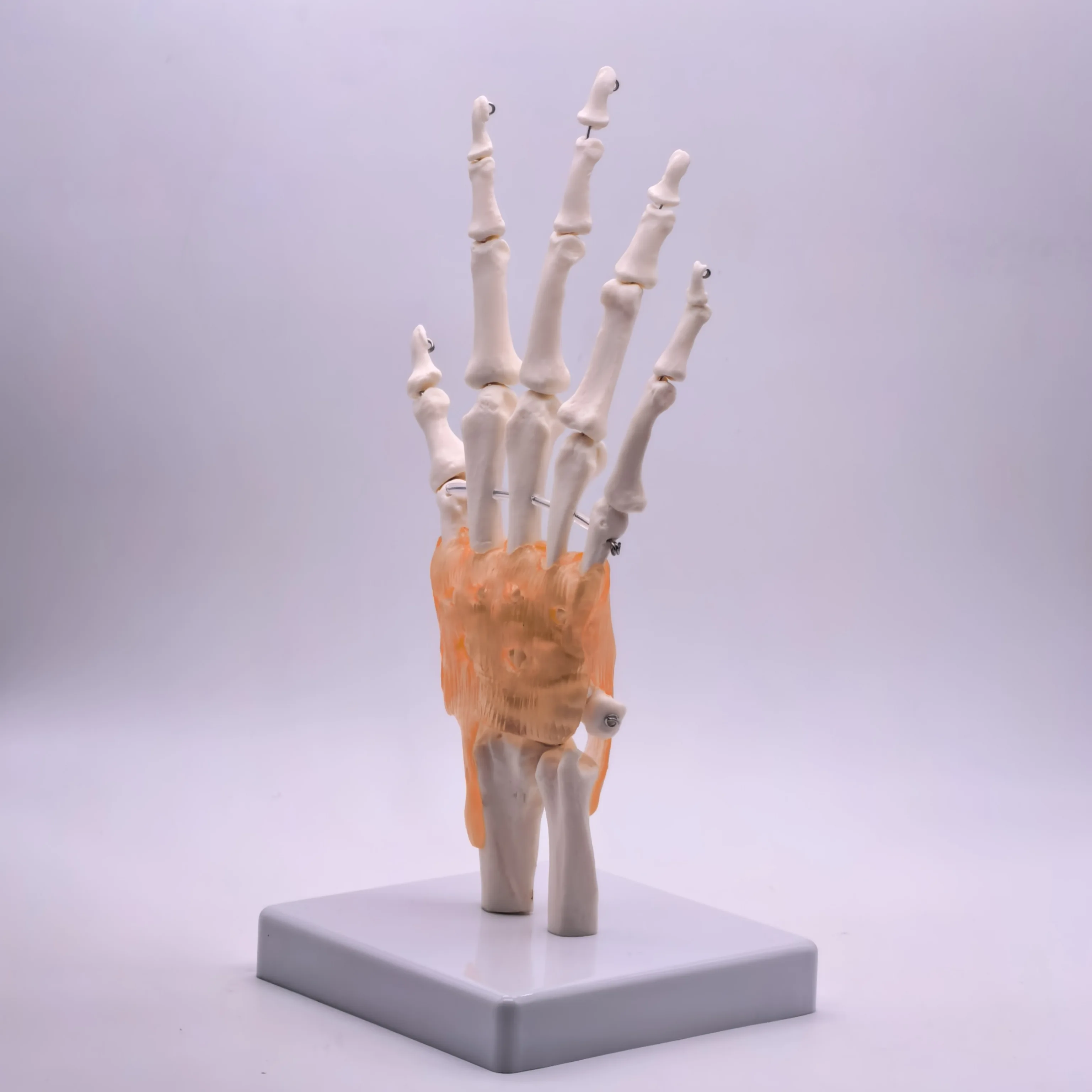 PVC Life Size Hand Joint with Ligaments Anatomical Medical Model Skeleton Anatomy Display Teaching School