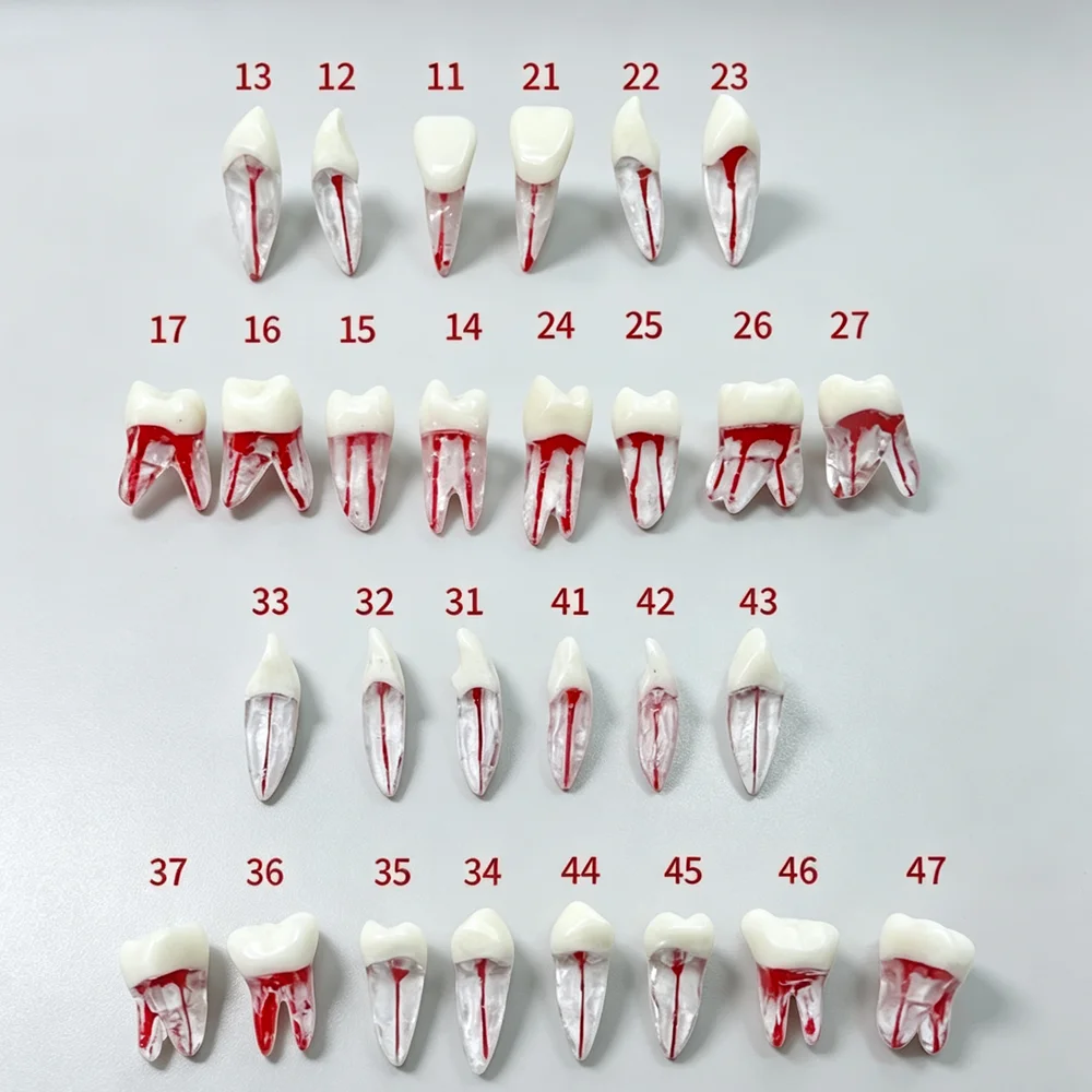 3pcs Dental RCT Endo Tooth Model Resin Endodontic Root Canal Pulp Cavity Practice Study Block For Dental Student Study Training