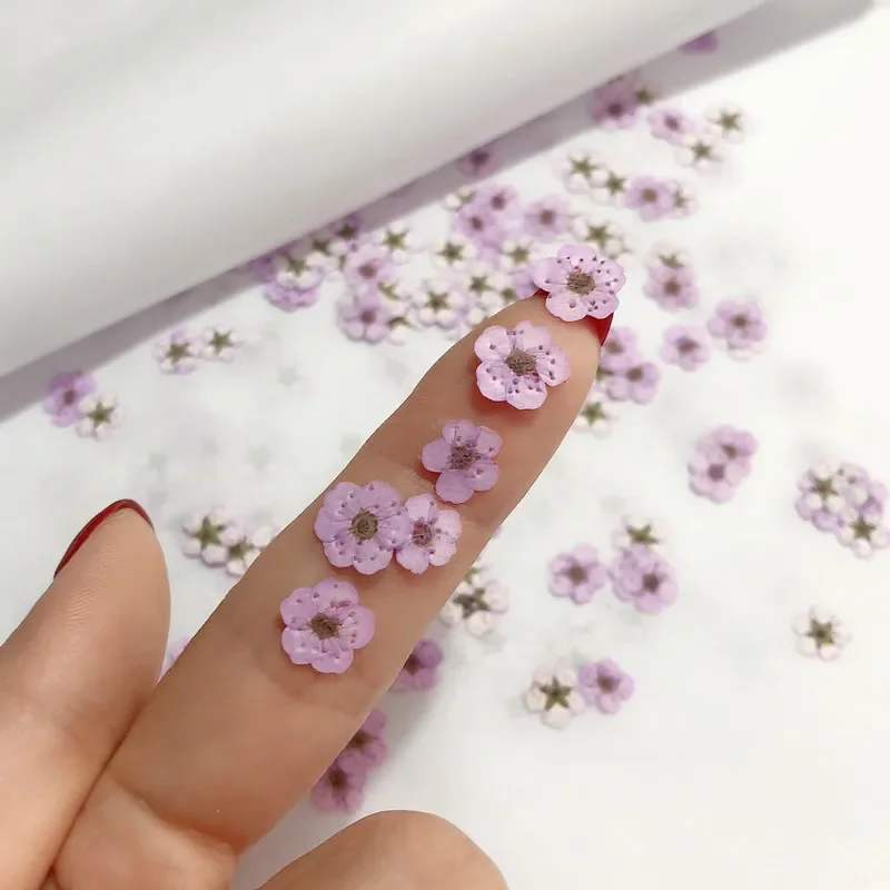 Pressed mini Narcissus Dried Flower Small Plum Blossom Nail DIY Drip Glue Phone Case Photo Facial Decal Material,0.7-1cm/20pcs