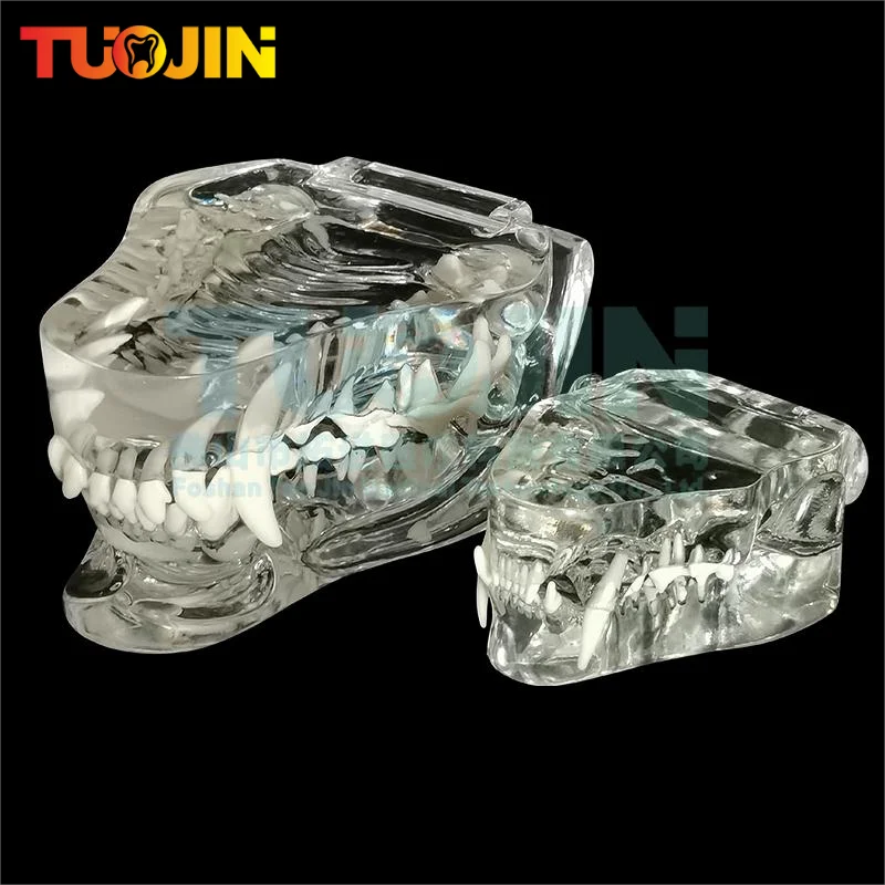 Resin Transparent Dog Cat Teeth Model Pet Dental Teeth Model Animal Resin Tooth Veterinary Dental Teaching