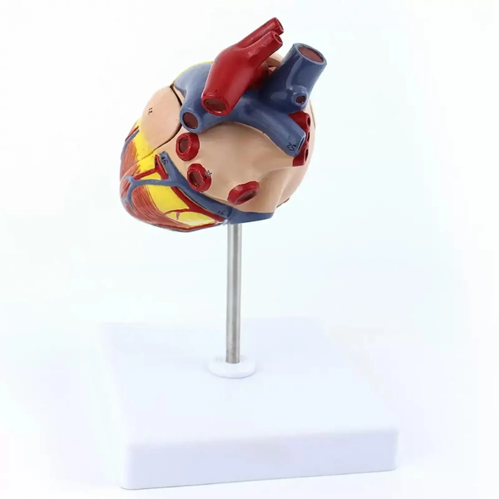 PVC Dog's Heart Anatomical Animal Model Medical Teaching Models