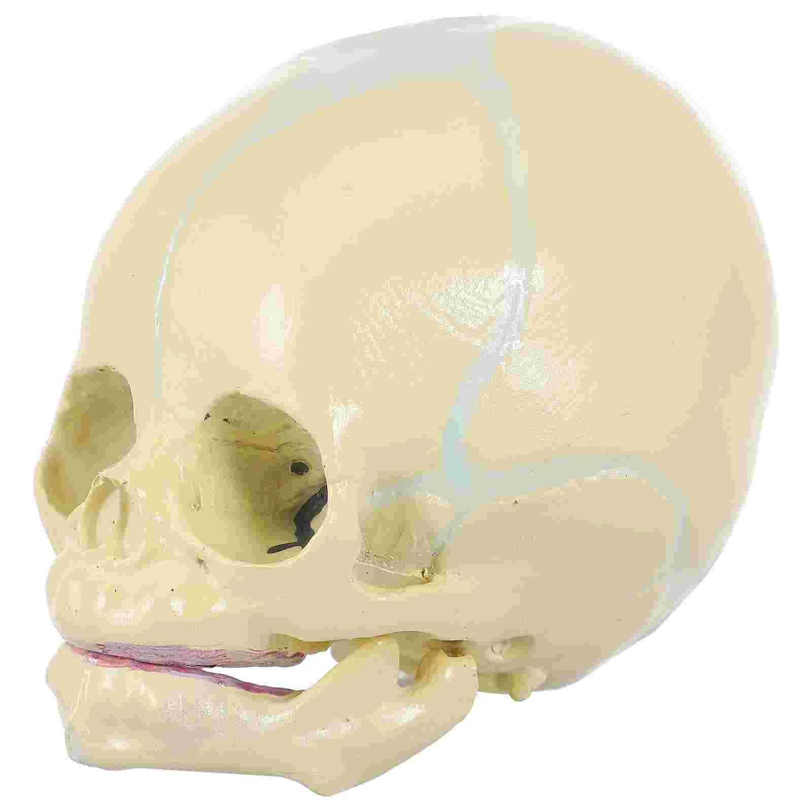 

Skull Mycology Supplies Model Student Medicine Anatomy Manikin Body Medical Teaching Copy Prop Anatomical Kids Human Head