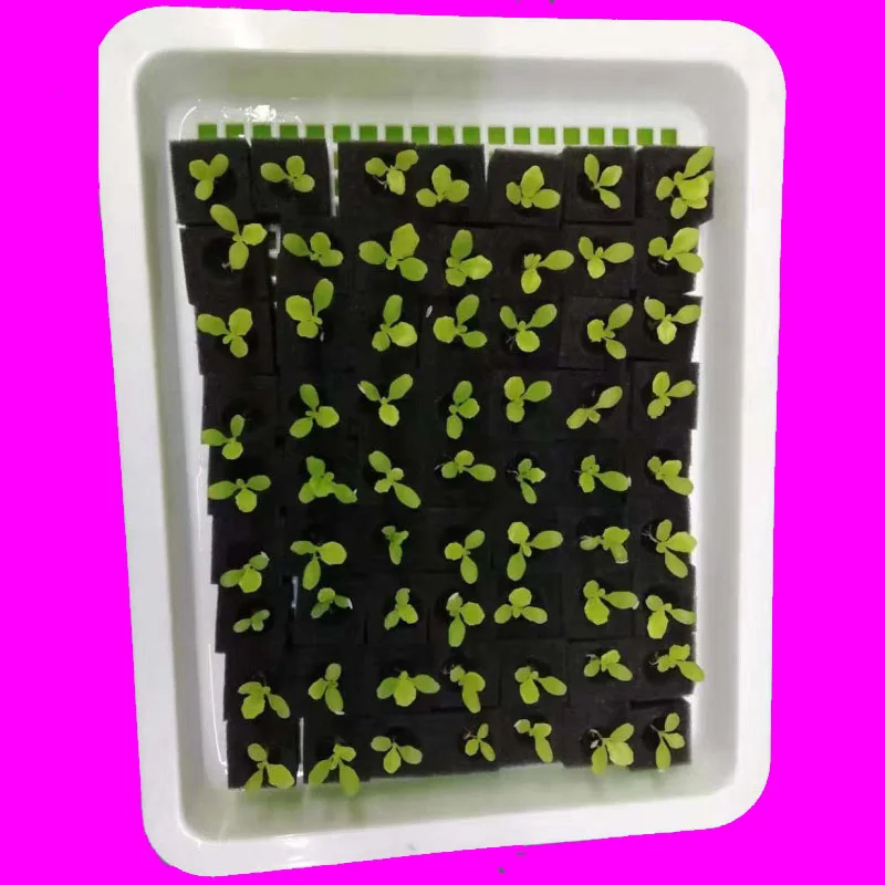 100pcs/sheet Garden Cultivation Plant White Sponge Soilless Culture Planting Hydroponic Vegetables Nursery Pots Cloning Collar