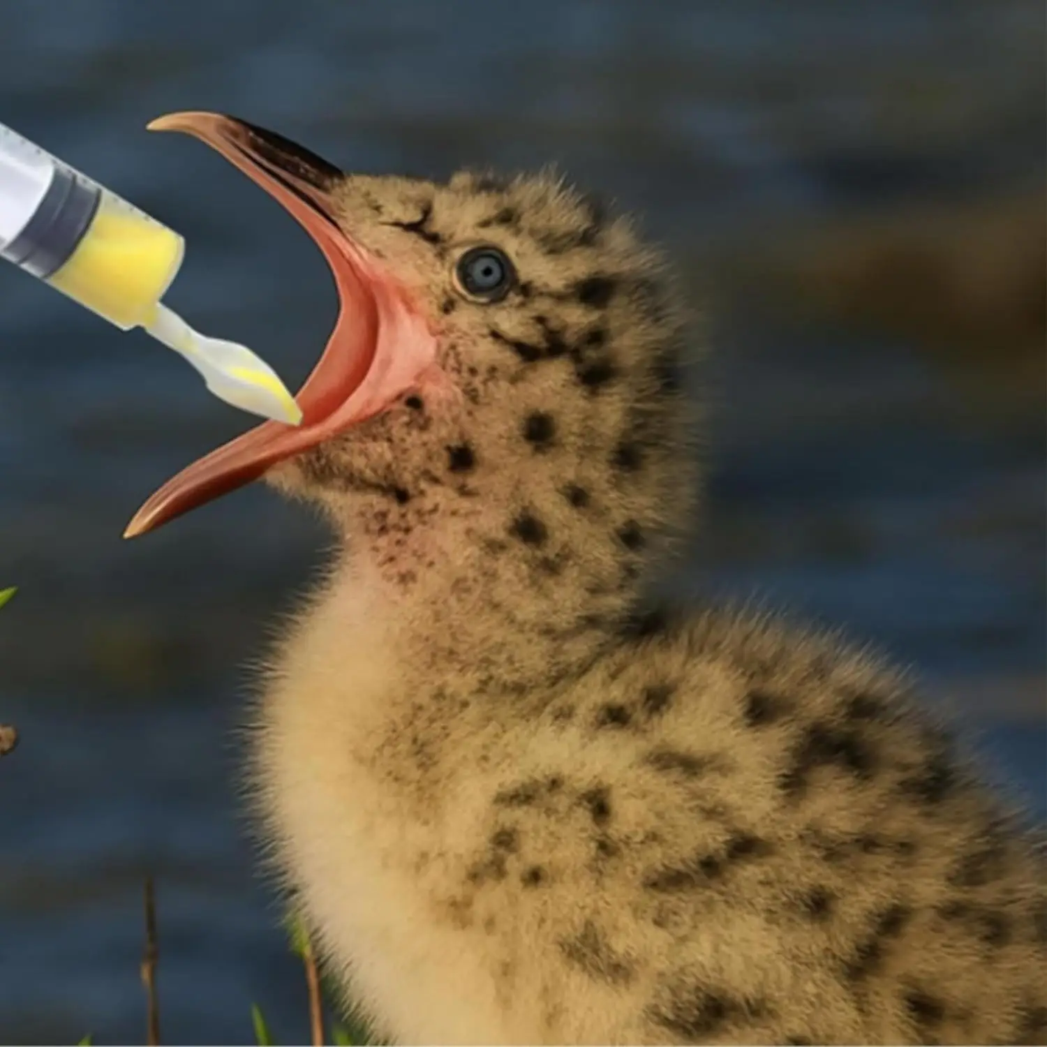 

Baby Bird Feeding Syringe Set, Pet Parrot Milk Feeding with Tubes, Manual Feeder, Liquid Food, Reusable