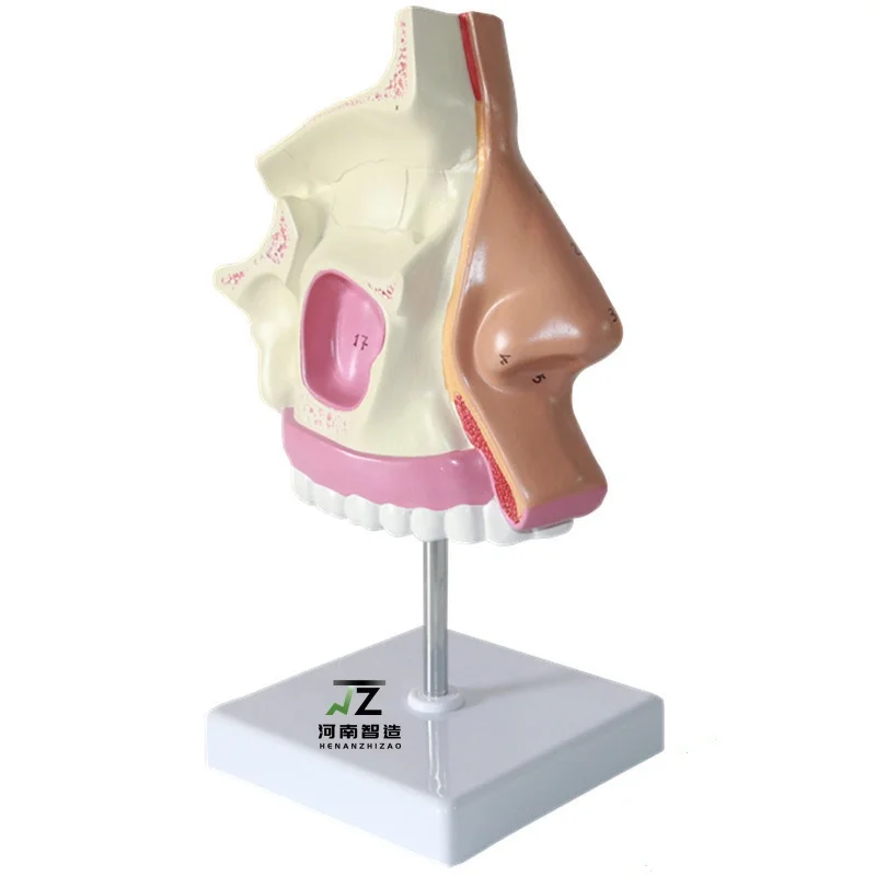 1:1 Life Sized Marked Human Nasal Cavity Anatomical Model ENT Model Accessory Frontal Sinus Sphenoid Sinus Maxillary