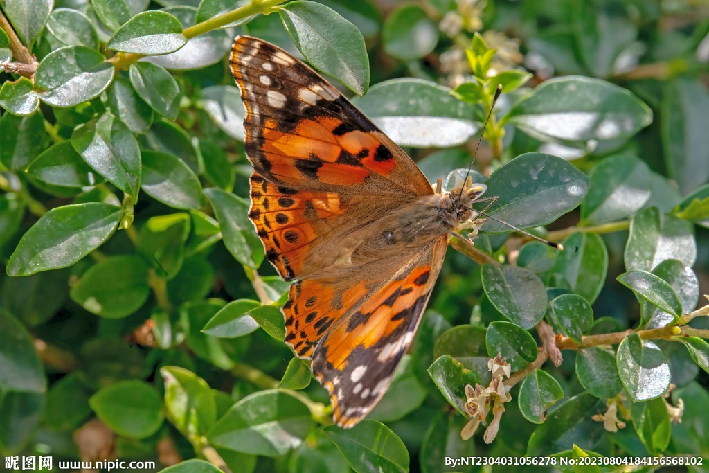 

Высокомоментный водонепроницаемый привод 60 кг 180 ° Цифровой сервопривод DS5160 с металлическим редуктором для радиоуправляемых роботов и машин 1/6 Axial SCX6, 1/5 Redcat, HPI