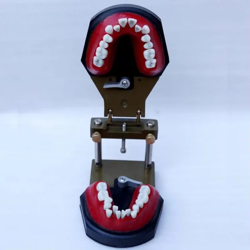 YTYIN نموذج ممارسة تقويم الأسنان Typodont #5